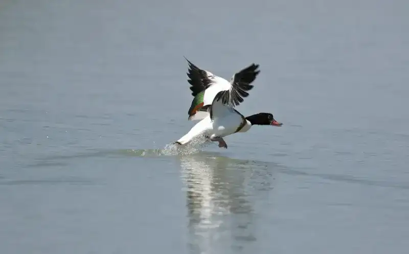 Foto Nr.