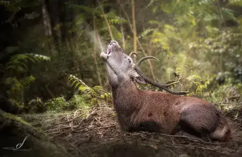 Following the tracks of Mesola deer